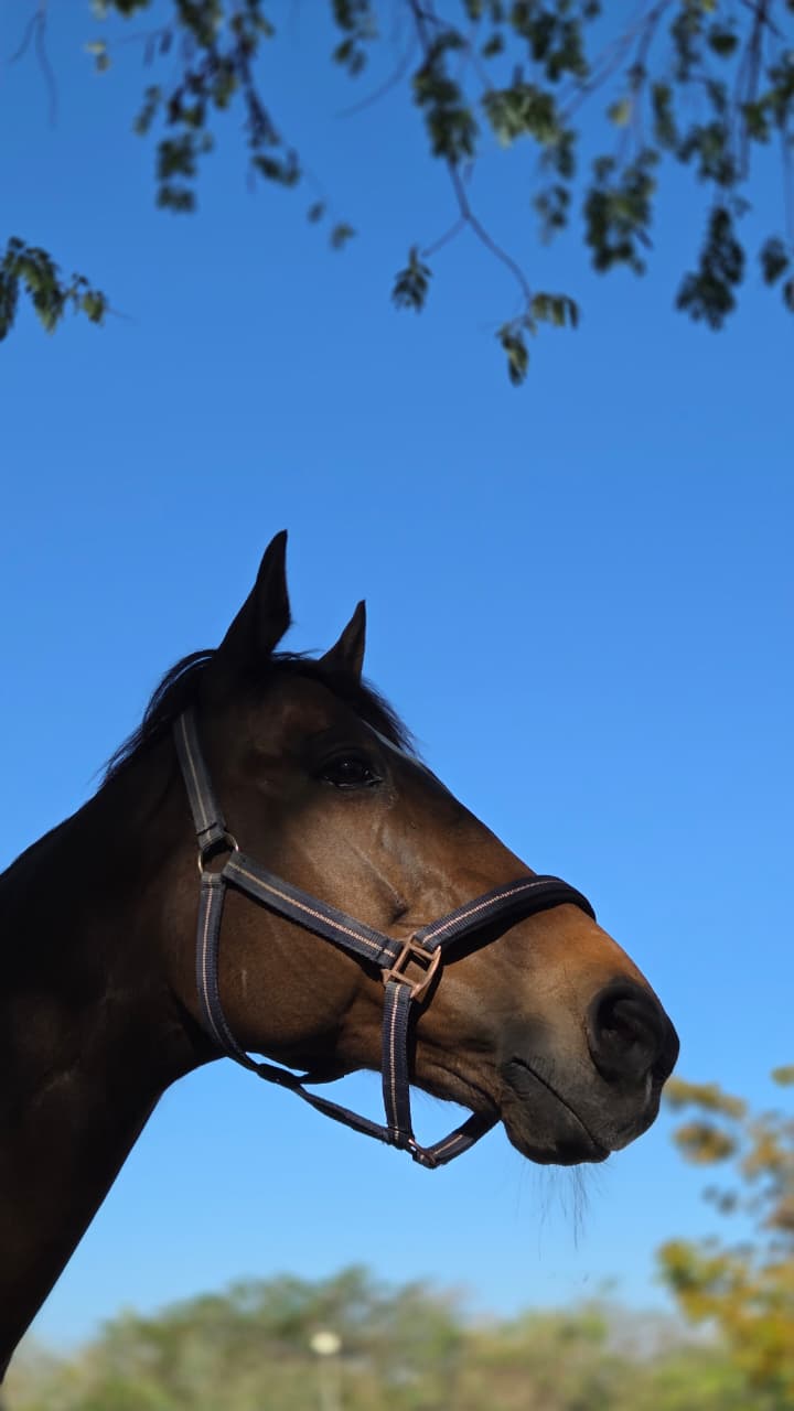 Un caballo de perfil contra un cielo despejado