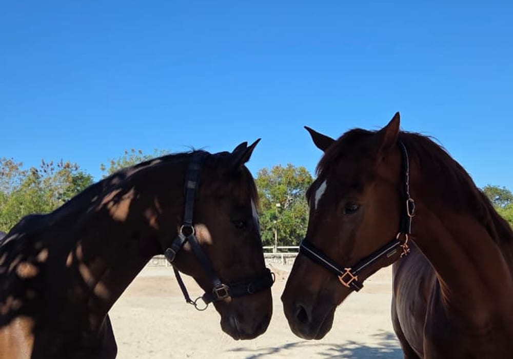 Dos caballos nariz con nariz en la arena